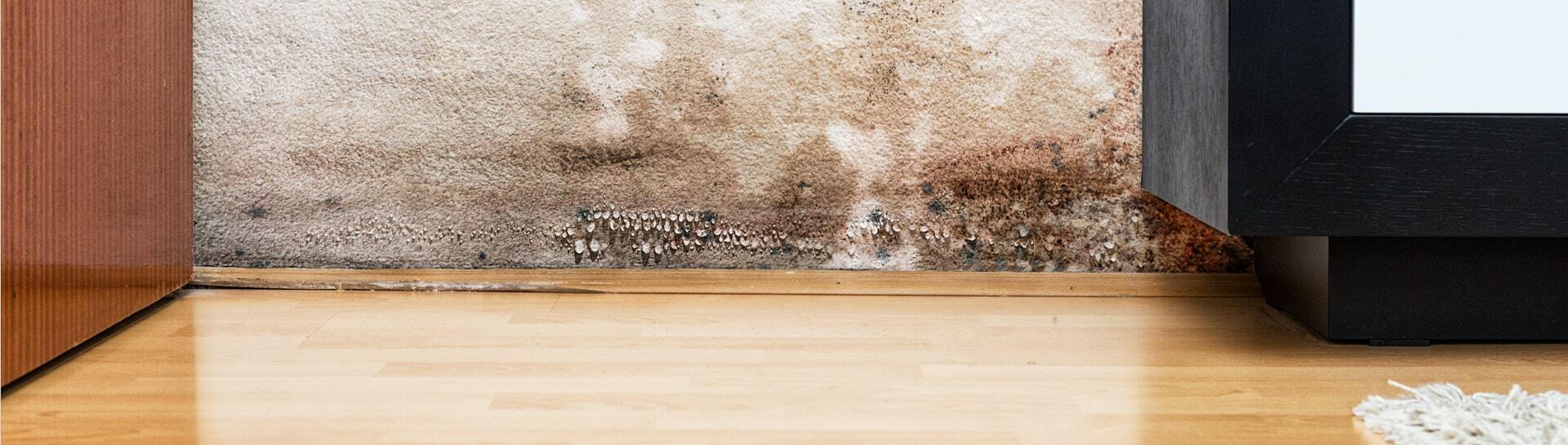 Wall covered in extensive mold growth above a wooden floor.