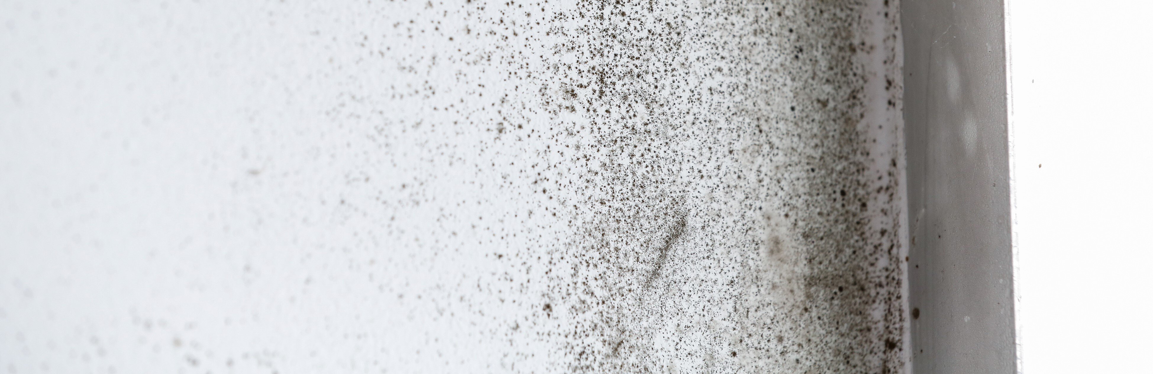 Wall surface covered in mold spots.