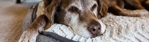 Dog resting on a blanket on a couch.